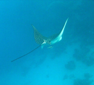 Adlerrochen - Coraya Bay