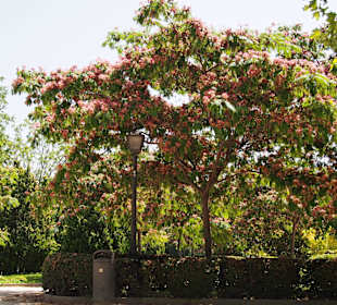 Park w upalny sierpień