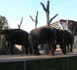 Gli elefanti