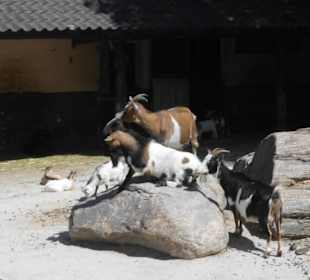 Tierpark Hagenbeck