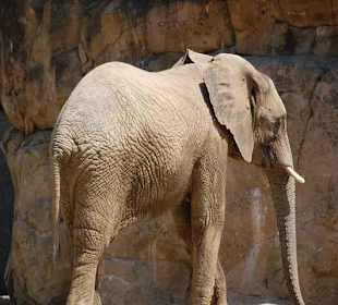 Ein toller Zoo mit Delphinarium