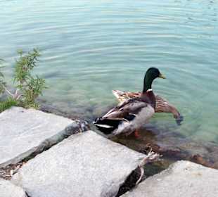 Озеро и утки