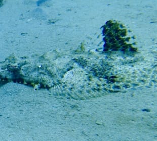 Schnorcheln Makadi Bay