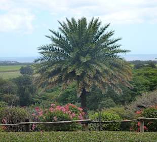 Casela Bird Park