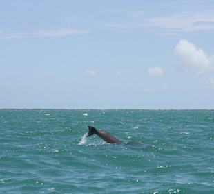 Delfin 