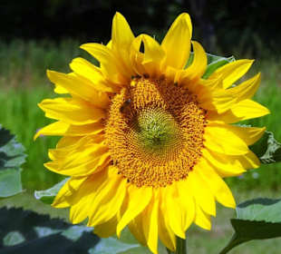 Blumenwiesen am Echternacher See