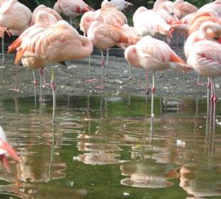 Flamingos...wunderschön
