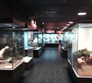 Zoologisches Museum