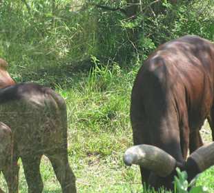 В зоопарке Бали