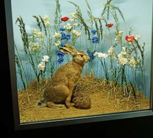 Vogel-und Jagdtierkunde