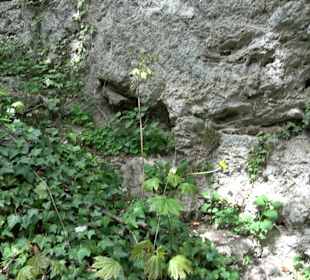 Wallersteiner Felsen