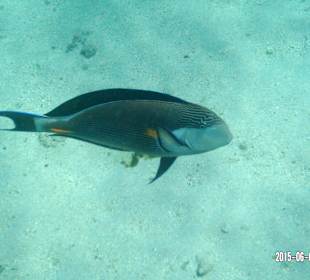 Doktorfisch - beim Schnorcheln gesehen