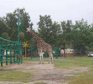 Giraffe