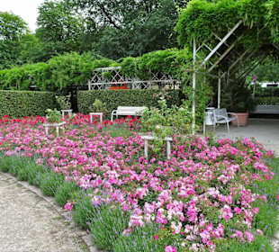 Rundgang durch den Rosengarten