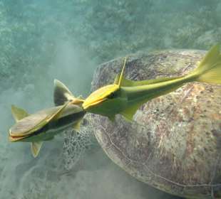 Schiffshalterfische