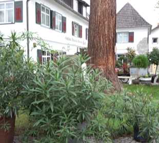 Mammutbaum Nonnenhorn