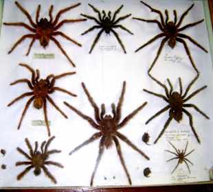 Im Schmetterlingsmuseum