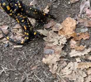 Wandern Parcines / Partschins