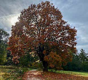 Wandern Furth im Wald