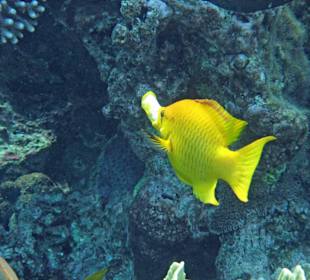 Stülpmaul-Lippfisch: erwischt!