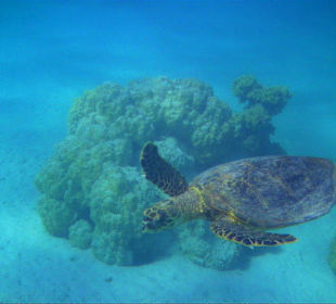 ... die ist uns regelmäßig im Innenriff begegnet