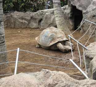 Большая черепаха