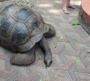 Meeresschildkröten-Aquarium 