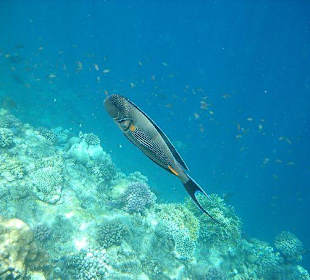 Schnorcheln im Hausriff