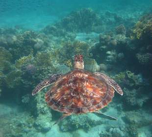 Schildköte in unserer Lagune
