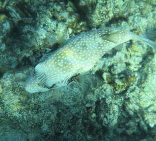 Hausriff Arabia Azur Resort