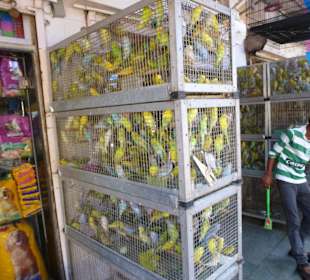 Auch lebende Tiere, nicht jedermanns Sache