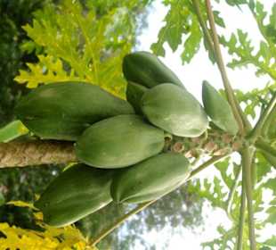 Unsere organischen Papayas