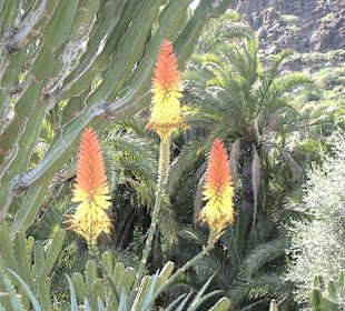 Kakteen, Palmen und Bergmassiv