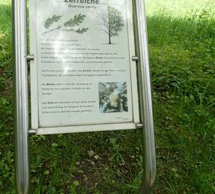 Zerreiche