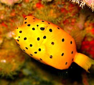 Baby Kofferfisch