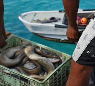 Fischverkauf in Santa Maria Cap Verden