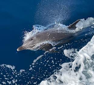 Delfinschwimmen El Quseir