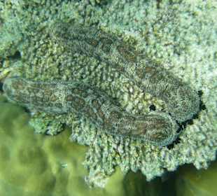 2 verliebte Seegurken