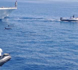 Delfin Tour Hurghada