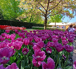 Keukenhof