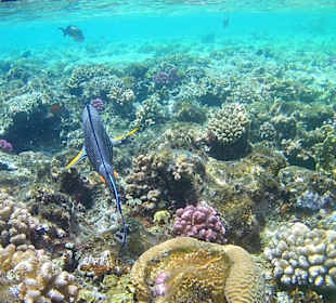 Schnorcheln Makadi Bay