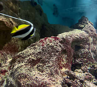 Fisch