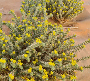 Vegetationn in der Wüste