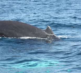 Whale watching Februar 2015