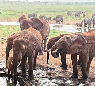 Salt Lick Logde, Taita Hills