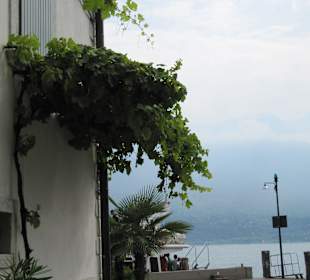 Limone