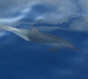 Delphin