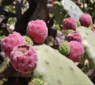 Impressionen aus dem Botanischen Garten Cagliari