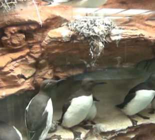 Meeresmuseum Stralsund