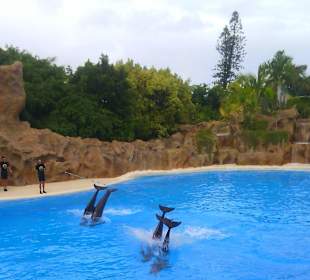 Ausflüge. Loro Park